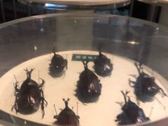 -陕西自然博物馆