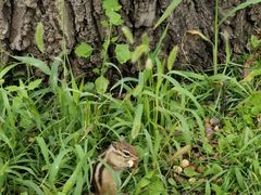 -长春市南湖公园