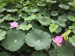 -莲花池公园