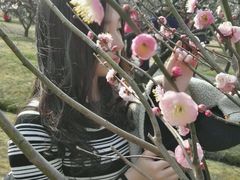 -香雪海