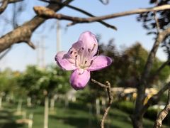 -合肥滨湖国家森林公园