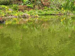 -深圳仙湖植物园
