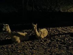 -清迈夜间动物园