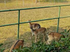 -合肥野生动物园