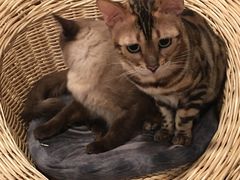 -Cappucimeow猫咪咖啡馆(韦伯时代店)