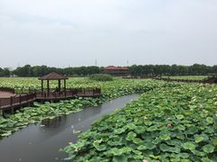 -荷塘月色湿地公园·向阳花洲