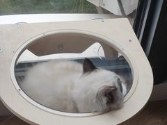 -瑞派名望志远动物医院·猫科·內科·异宠专科(直港大道店)