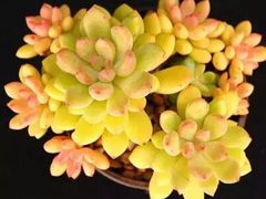 -兰陵国家农业公园