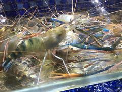 白灼罗氏虾-农汤老店(顺联公园里店)