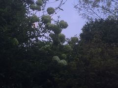 -桃花岛景观公园