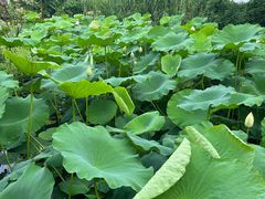 -樂桃源奉贤黄桃种植采摘基地