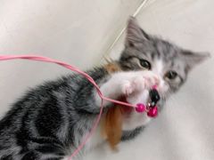 -lincat·猫舍(广州店)