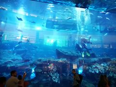 -迪拜水族馆及水下动物园