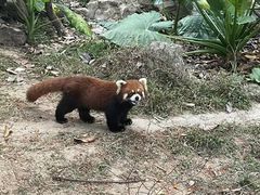-深圳野生动物园