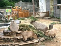 -合肥野生动物园