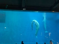 -芜湖新华联大白鲸海洋公园