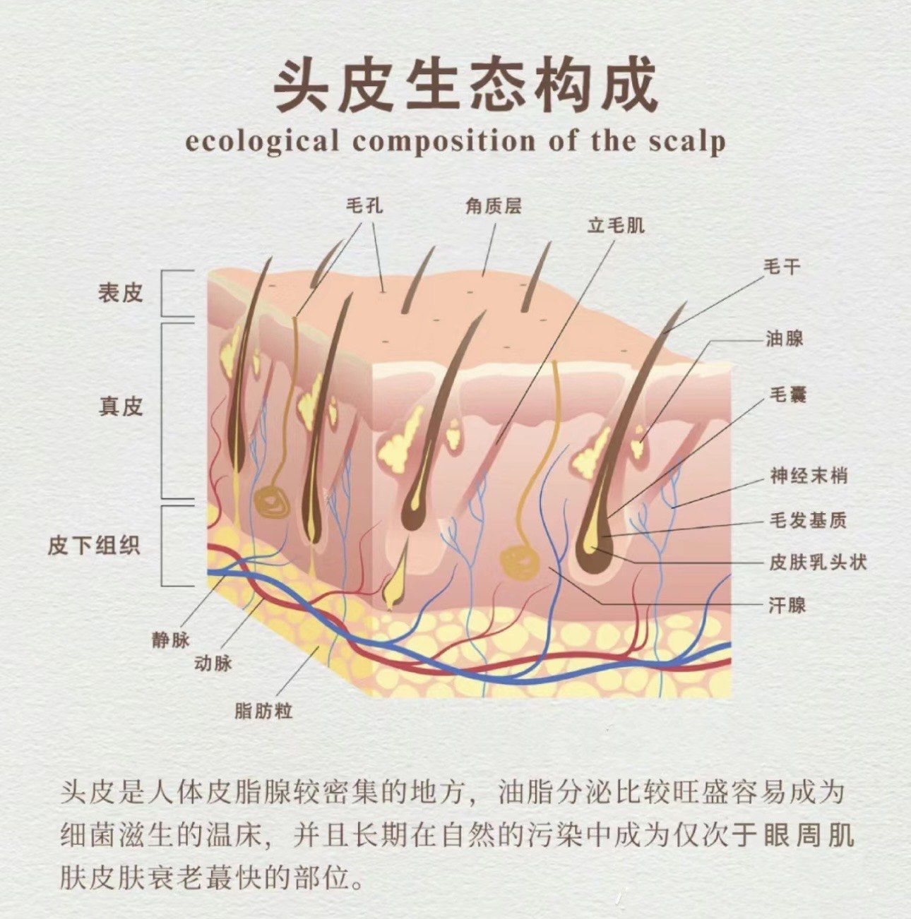 头皮结构大揭秘,你get了吗?