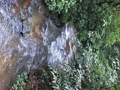 -莫里热带雨林景区