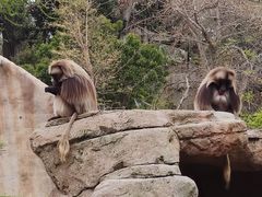 -圣地亚哥动物园