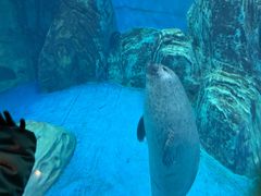 -海合安武汉极地海洋公园