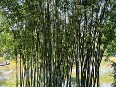 -云溪植物园