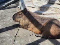 -大连森林动物园