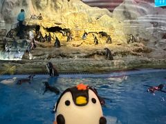 -帝企鹅自助餐厅•儿童岛•真企鹅(长隆企鹅酒店)