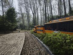 -合肥滨湖国家森林公园