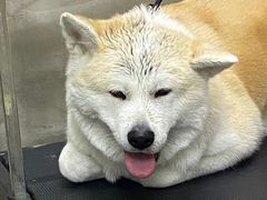 -PETKIT小佩宠物·低压洗护(国顺东路店)