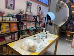 -山宅一喵德文卷毛猫舍