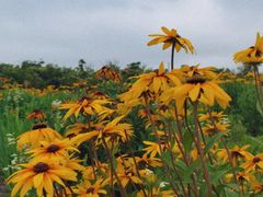 -春花秋色城市公园