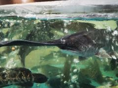 -鲤鱼塘农家山庄