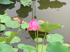 -大兴滨河森林公园