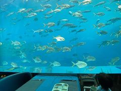 -瑞德姆美人鱼海底演艺主题餐厅(亚龙湾店)
