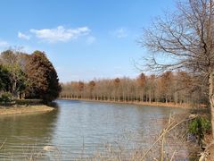 -上海海湾国家森林公园
