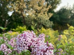 -长白岛森林公园