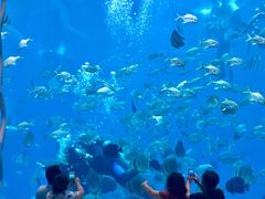 -瑞德姆美人鱼海底演艺主题餐厅(亚龙湾店)