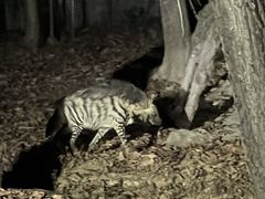 -清迈夜间动物园