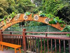 -西双版纳原始森林公园