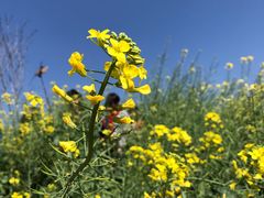 -天适樱花悠乐园