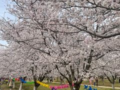 -天王浮山樱花园
