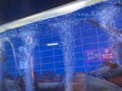 -老板恋上鱼(恒隆广场店)