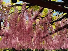 -嘉定紫藤园