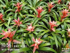 -南山植物园