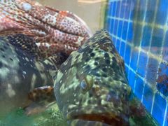 -皇朝尊会(龙之梦大酒店)