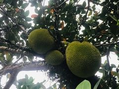 -海南热带雨林国家公园吊罗山景区