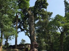 -峨眉山报国寺