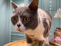 -安格丽娜·狗咖·猫咖羊驼咖(春熙路百盛商场店)