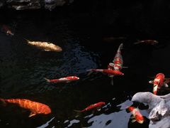 -鲤院·新中式美学·庭院餐厅(夫子庙店)