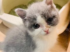 -BABIT巴比特宠物(MOMOPARK店)